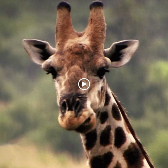 Meet your Posher, Anya - Picture 1 of 1